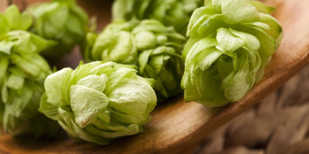 Hopfen stärkt die Nerven